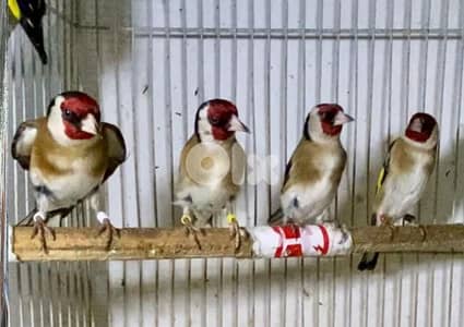 جوز انتاي ودكر الدكر عتيق