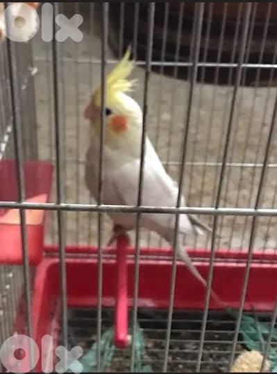 Female Latino Cockatiel Parrot / ببغاء أنثى الكروان لاتينو