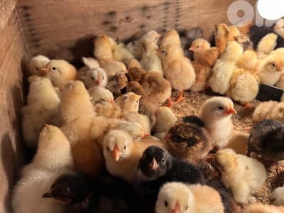 صيصان رزي بلدي مشكل أحلط