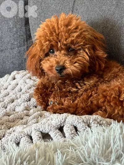 male poodle for sale