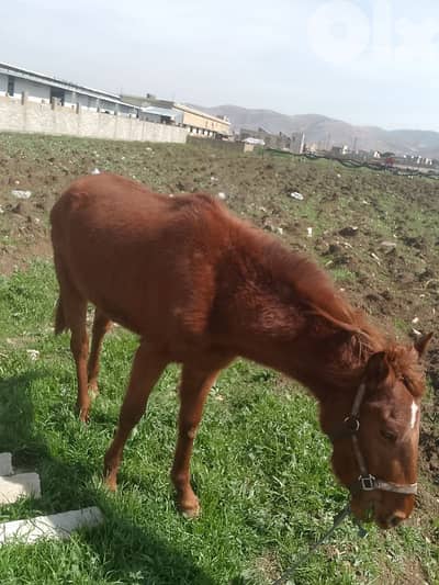 البقاع الغربي