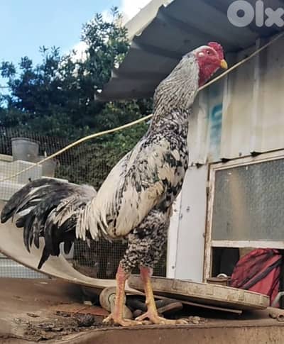 ديك  تركي مزهر السعر قابل لنقاش ما منختلف