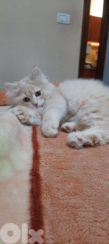 طرابلس الميناء