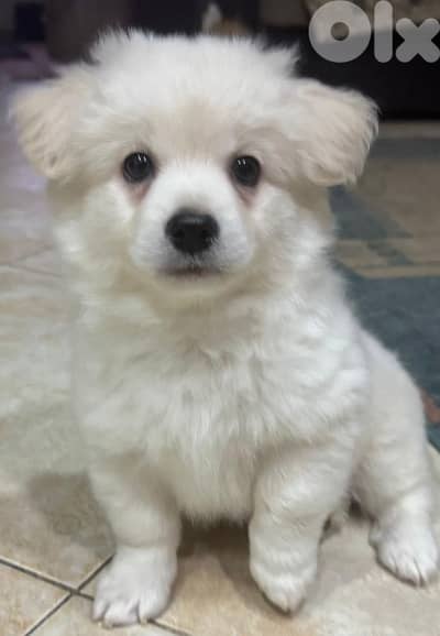 كلب جرو ميني بيشون لولوه