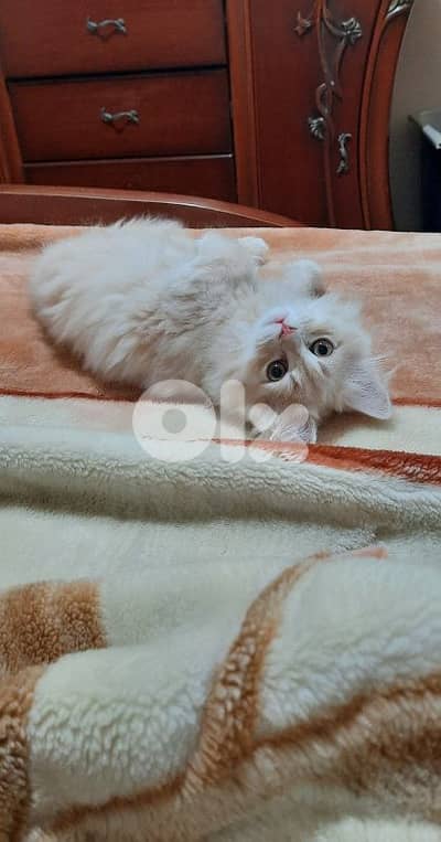 طرابلس الميناء