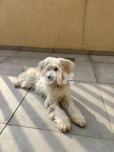 coton de tulear