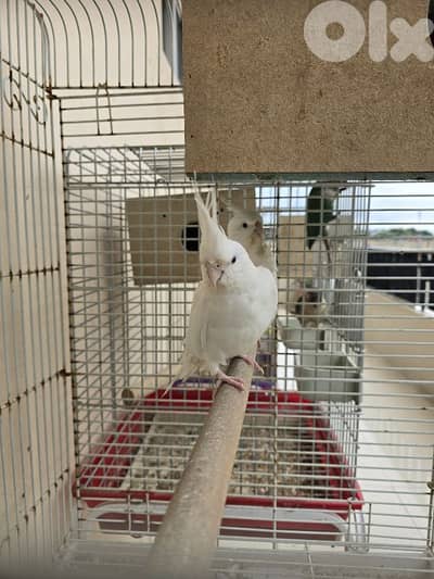 جوز كروان ألبينو للبيع