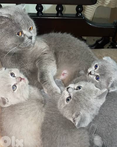 scottish for sale 70485808