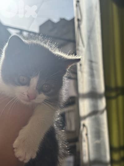 kitten for sale (with it belongings) قطة صغيرة للبيع (مع أغراضها)