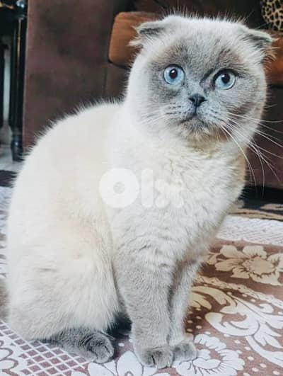 female scottish and british for sale