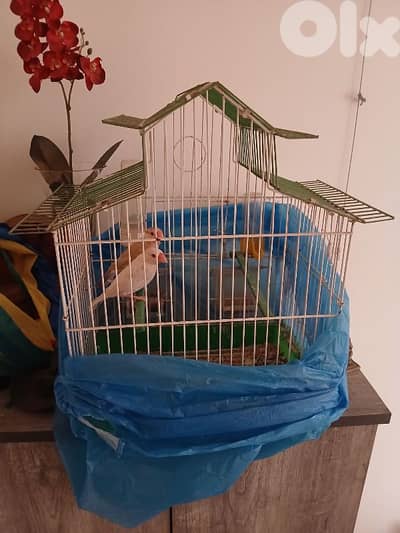 جاوا مع قفص