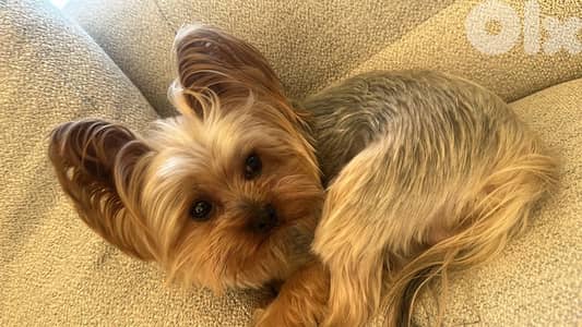 teacup yorkshire adoption