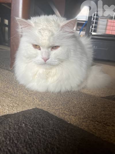 domestic cat for sale