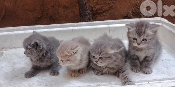 British Short Hair kitten Cat