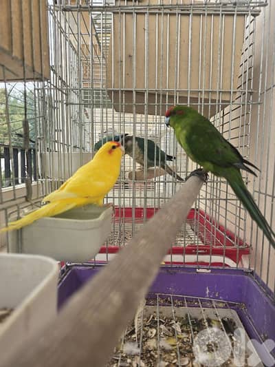 جوز كاكاريكي جاهزين