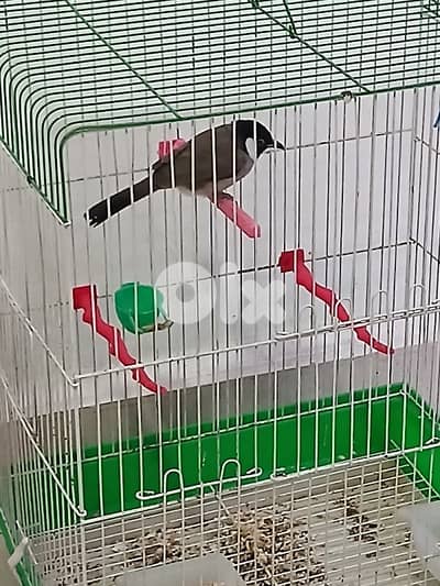 فراخ روز مفطومين وبلبل عراقي وقفص ببغاء