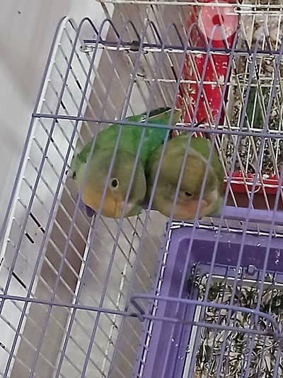 3فراخ روز مفطومين