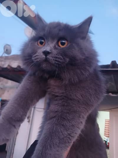 persian cat for sale /قطة شيرازي للبيع