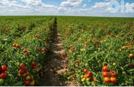 Land for Sale in Ain Enoub - Aley