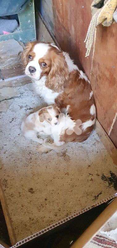 cavalier king charles