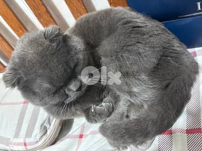 Cat, Scottish fold