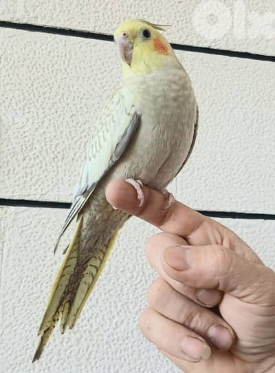 ذكر  كروان  تزقيم إيد سوبررررر ترويض شي خيال نغمات عديدة