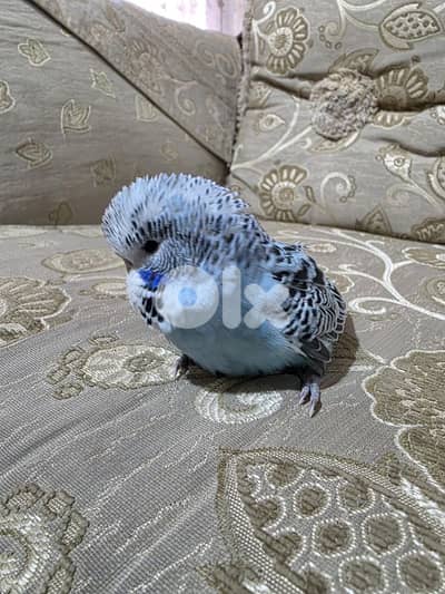 بيروت طريق الجديده