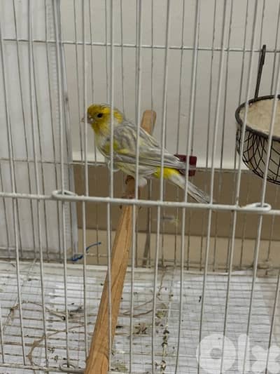 اوبال كناري opale canaries