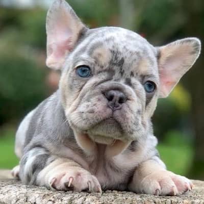 Special French Bulldog Merle & Tan Puppies