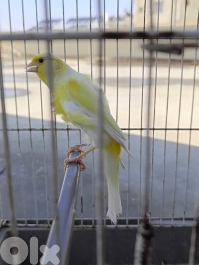 طرابلس العيرونية