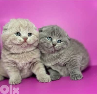 female scottish and british for sale