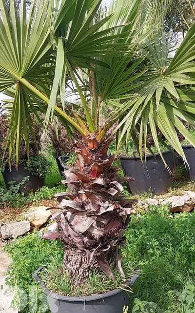 washingtonia واشنطونيا