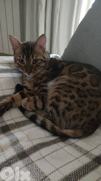 kitten bengale mix seal point british short hair