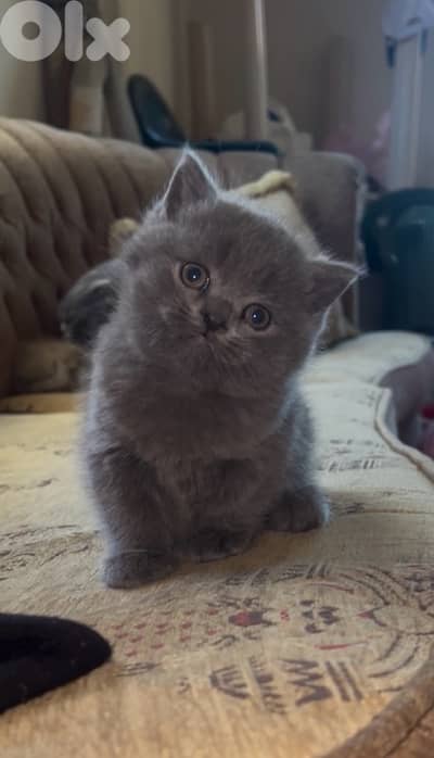 for sale pure kitten 100$