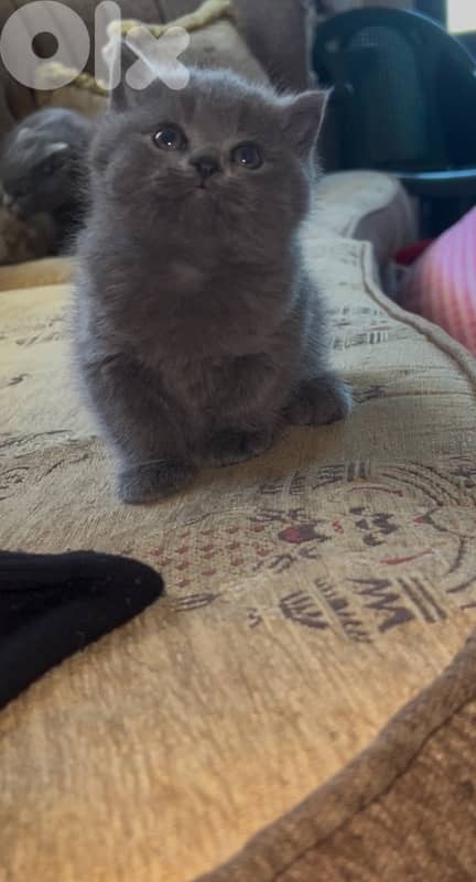 for sale pure kitten 100$ 1