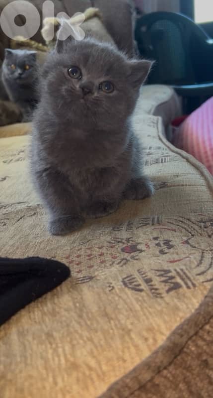 for sale pure kitten 100$ 2