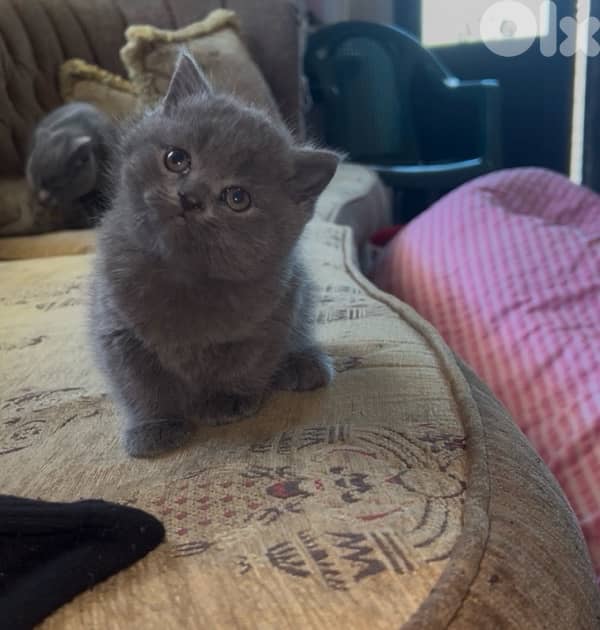 for sale pure kitten 100$ 3