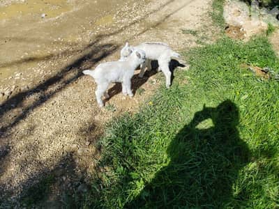 مجدليا قضاء عاليه