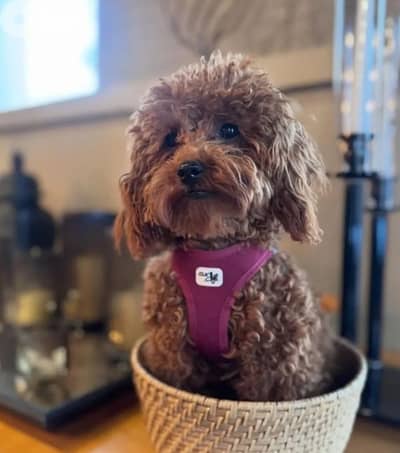 male poodle for sale