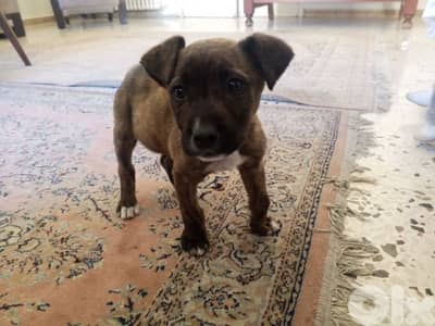 pitbull 2 months male and female