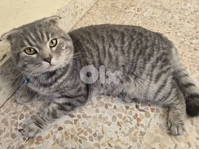 Scottich fold (mother pure, father british)