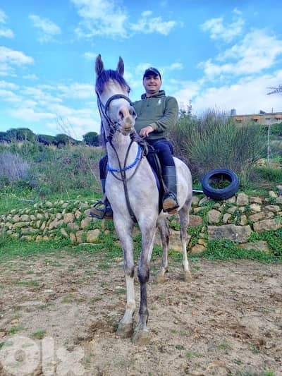 فرس بلا وراق واهو