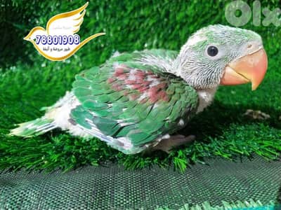 فراخ درة الكسندرين