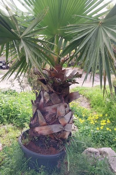 washingtonia واشنطونيا