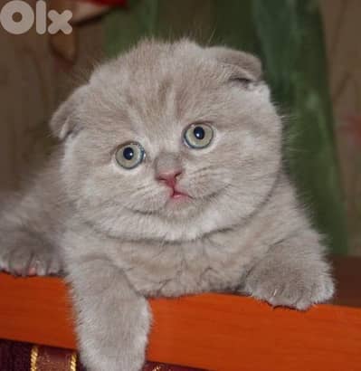 pure Scottish fold lilac kitten HIGHEST QUALITY