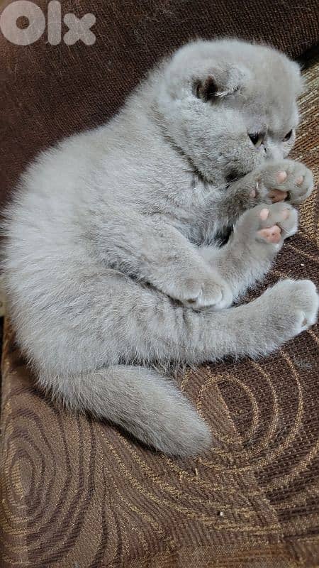 pure Scottish fold lilac kitten HIGHEST QUALITY 1