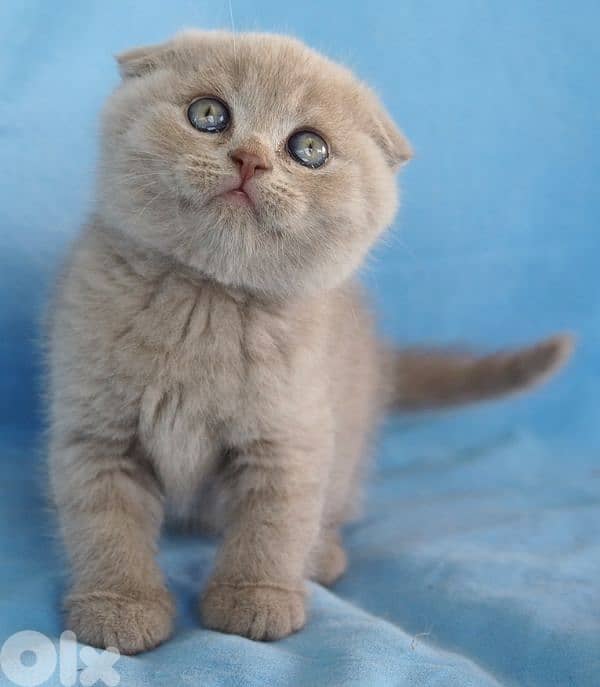 pure Scottish fold lilac kitten HIGHEST QUALITY 2