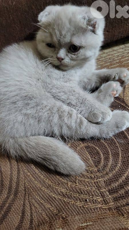 pure Scottish fold lilac kitten HIGHEST QUALITY 3