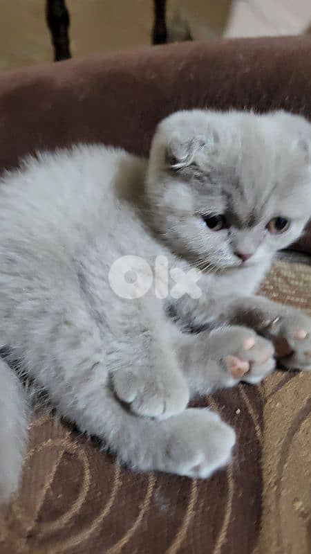 pure Scottish fold lilac kitten HIGHEST QUALITY 4