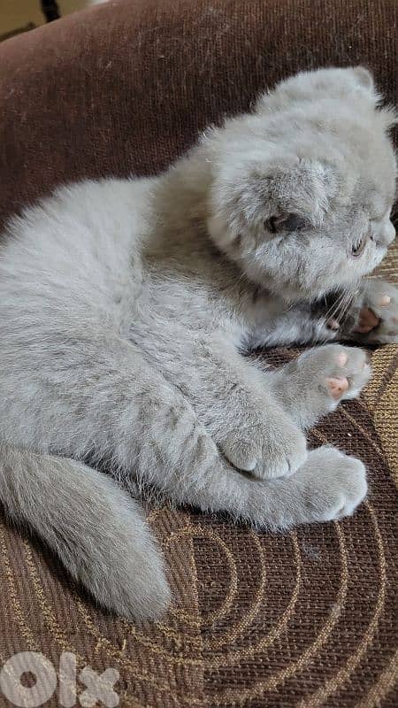 pure Scottish fold lilac kitten HIGHEST QUALITY 5